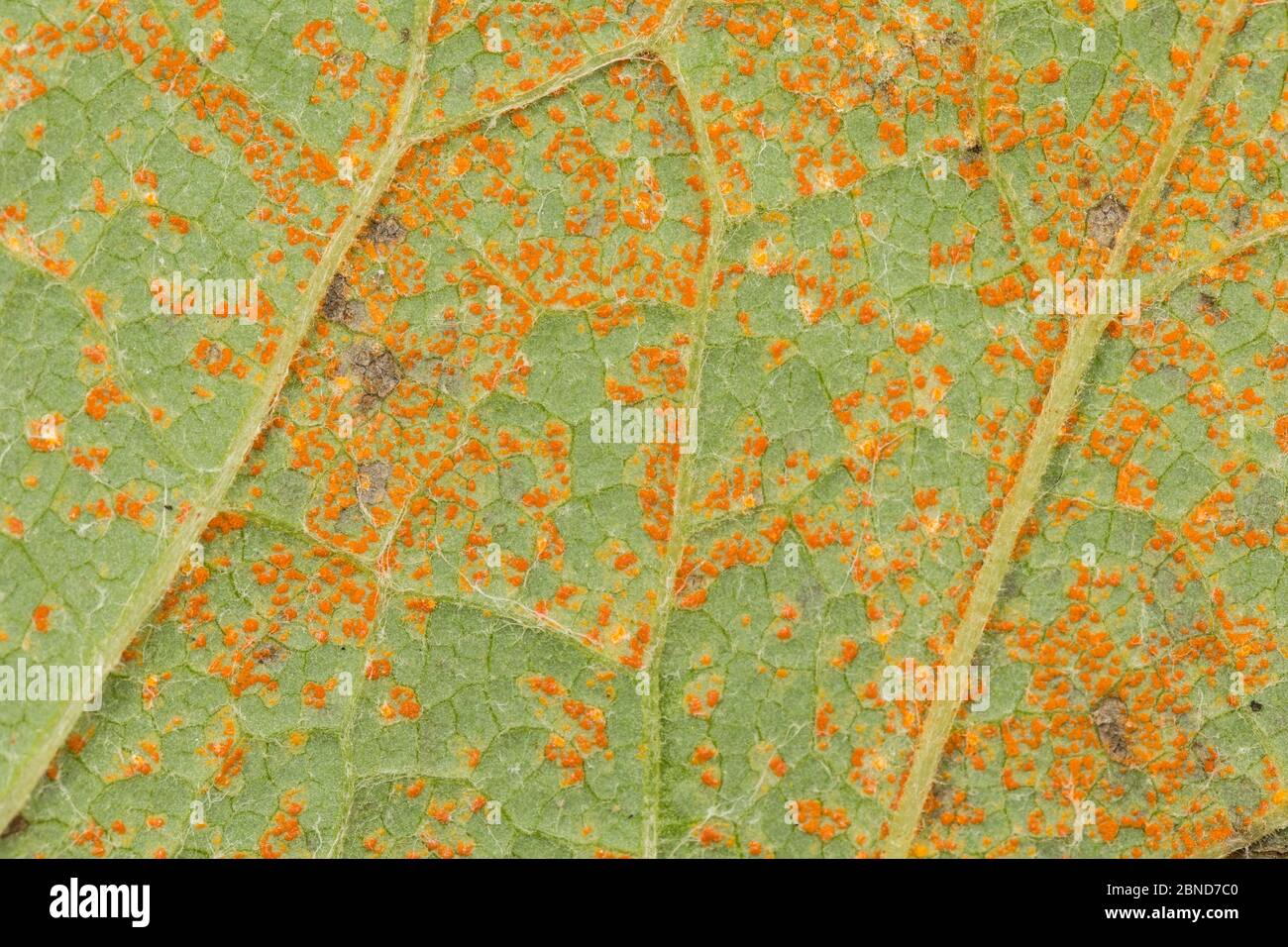 Butterbur rust (Coleosporium petasites) Derbyshire, England, UK, August. Stock Photo