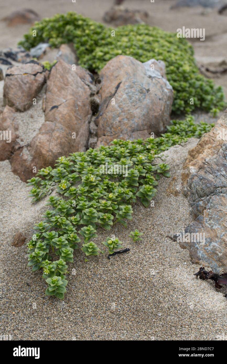 Sea-milkwort (Glaux maritima) growing on rocks, Norwick, Unst, Shetlands, Scotland, UK, June. Stock Photo