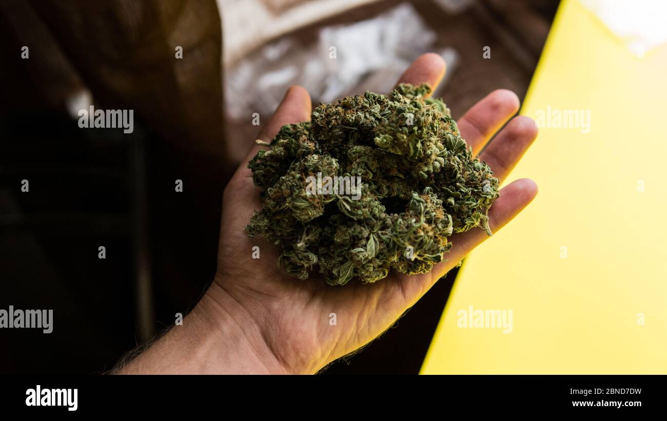 checking fresh marijuana buds in male hands Stock Photo - Alamy