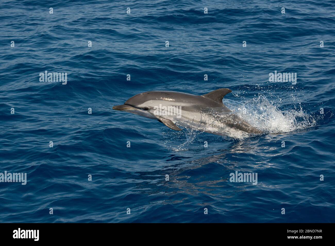 Striped dolphin (Stenella coeruleoalba) jumping, Pelagos Sanctuary for Mediterranean Marine Mammals, Italy. Ligurian Sea, Mediterranean Sea. Stock Photo