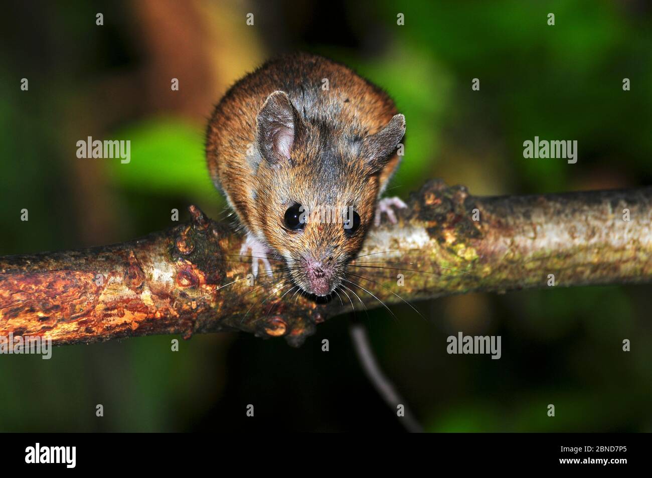 Wood mouse (Apodemus sylvaticus) climbing in hedge. Dorset, UK, August. Stock Photo