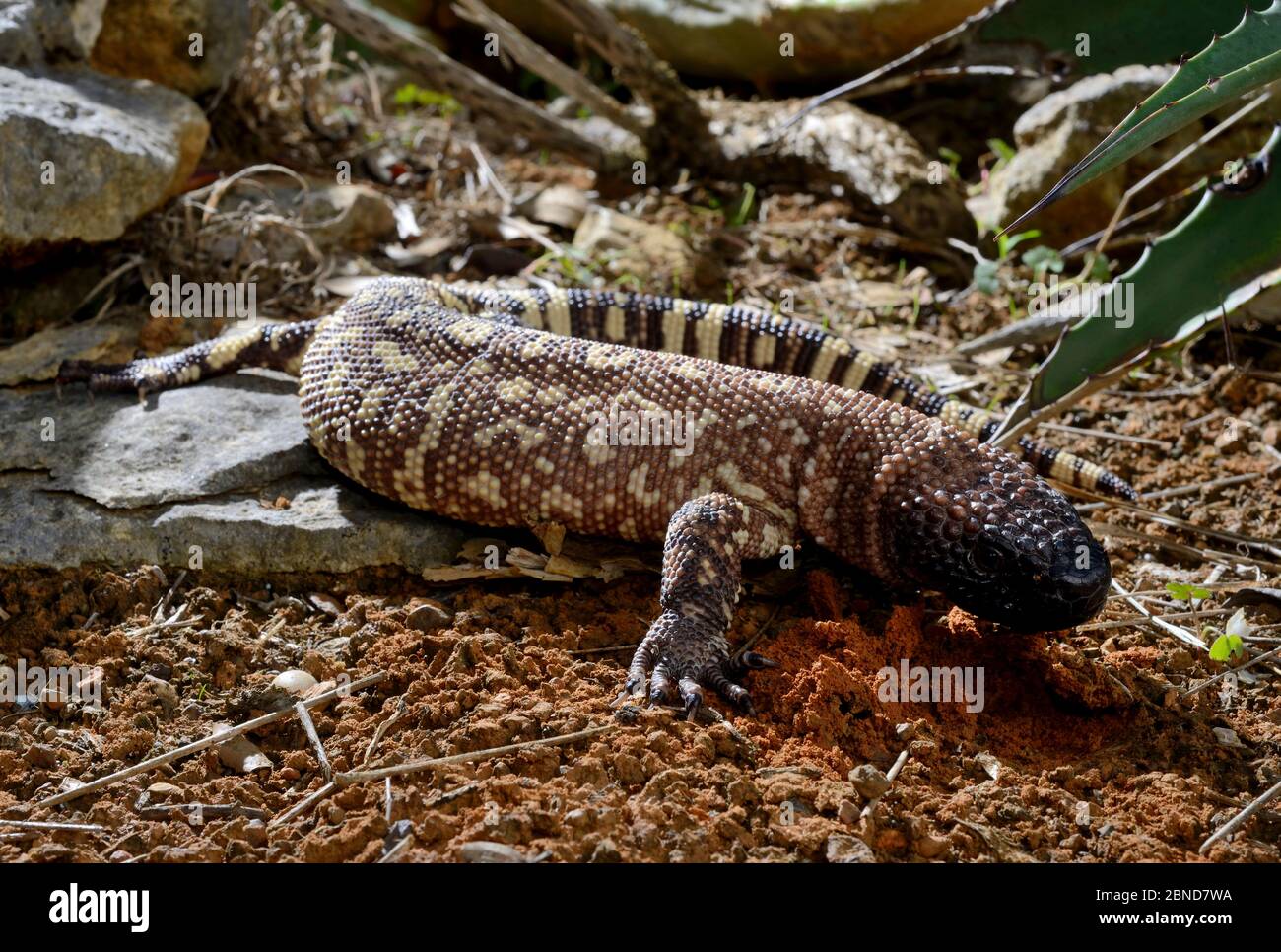 Mexican beaded lizard (Heloderma horridum) captive, endemic to Mexico ...