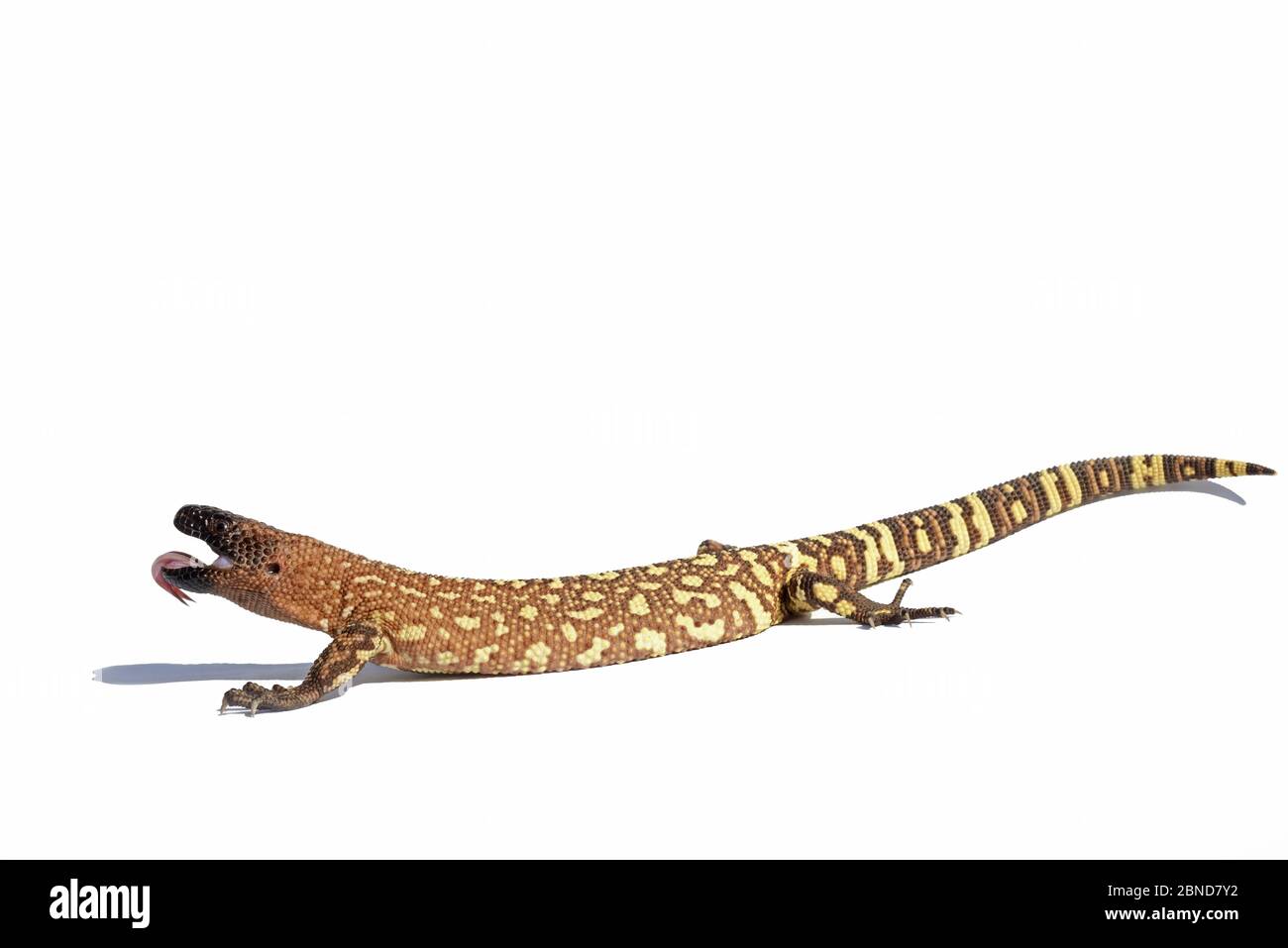 Mexican beaded lizard (Heloderma horridum) captive, endemic to Mexico ...