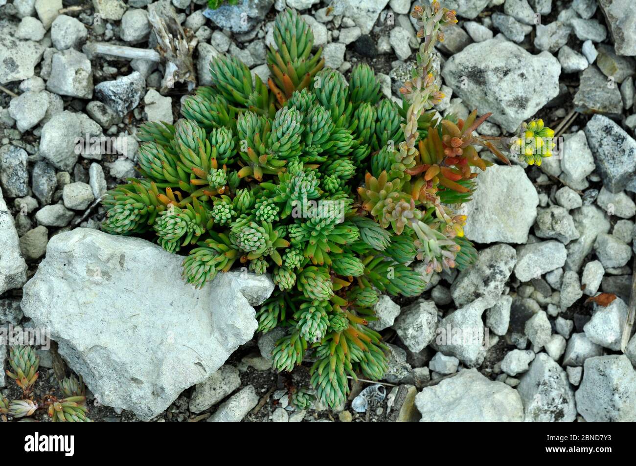 Rock stonecrop (Sedum forsterianum) in bud. Portland, Dorset, UK, June. Stock Photo