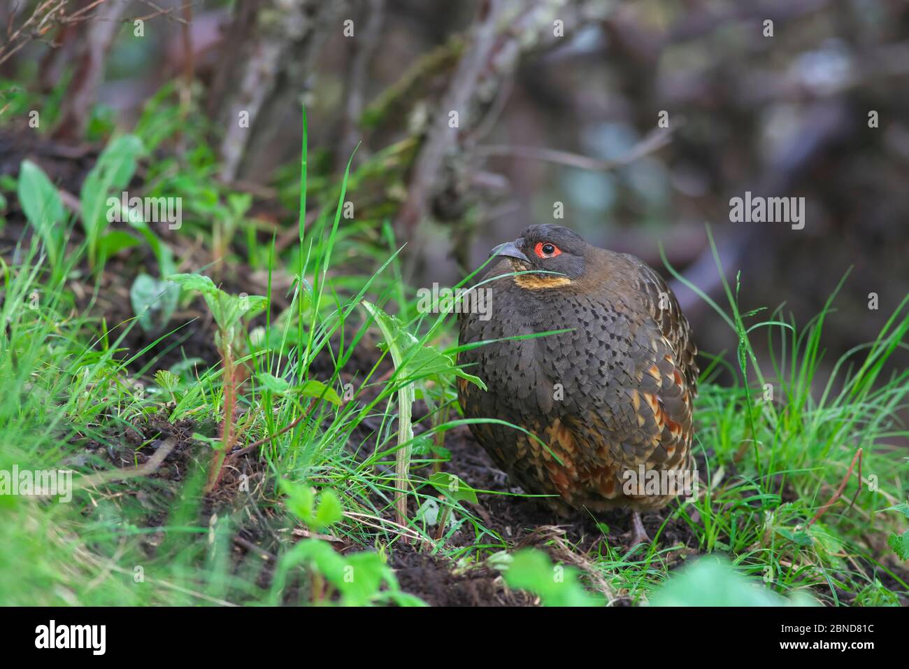 Sichuan pheasant partridge (Tetraophasis szechenyii),  Mount Namjagbarwa, Yarlung Zangbo Grand Canyon National Park, Tibet, China. Stock Photo