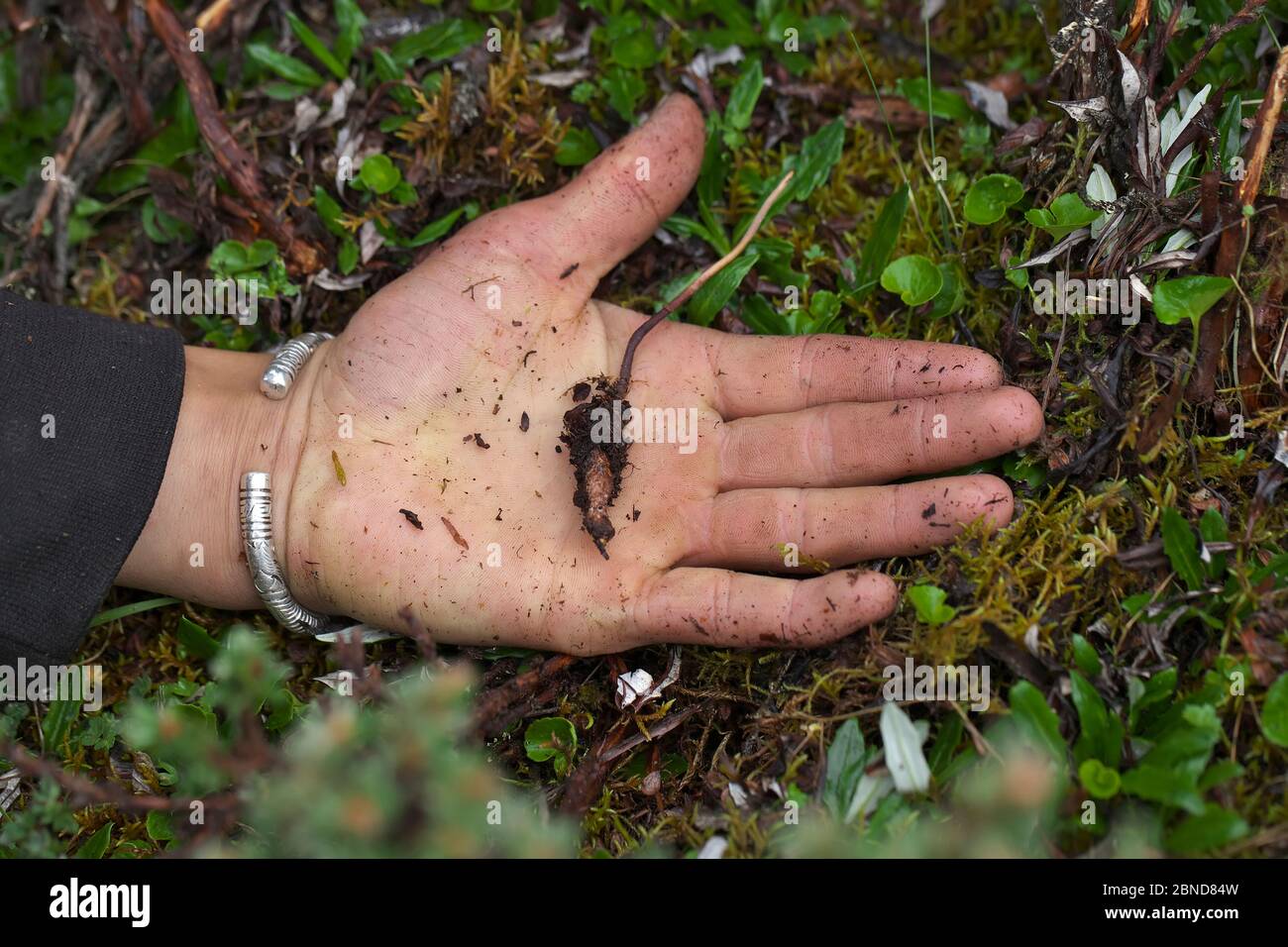 Caterpillar fungus (Ophiocordyceps sinensis) held in human hand. This fungus parasitizes caterpillar under the ground and produces fruiting body above Stock Photo