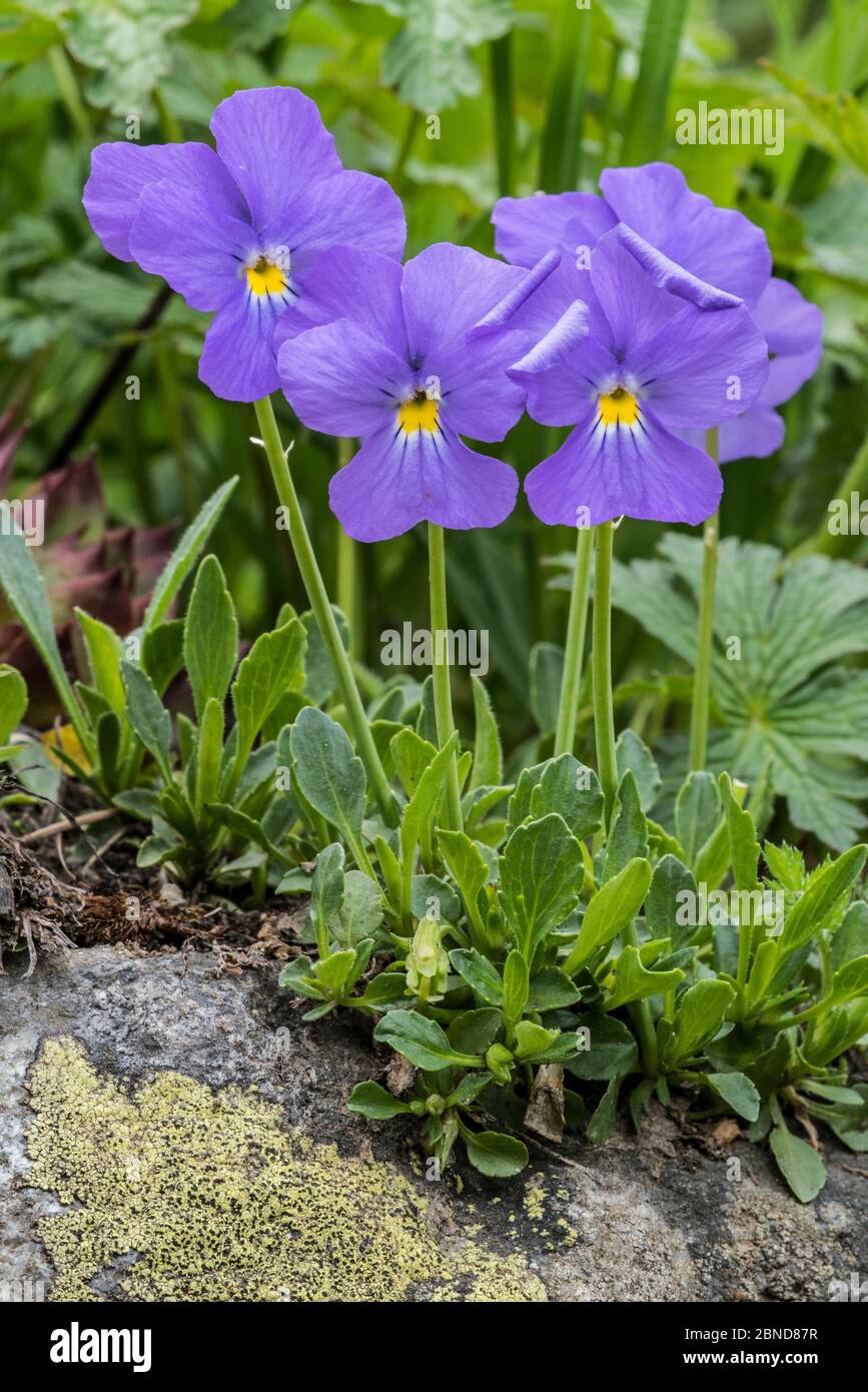 Long-spurred violet (Viola calcarata) in flower, Val Veny,  Italian Alps, Italy, June Stock Photo