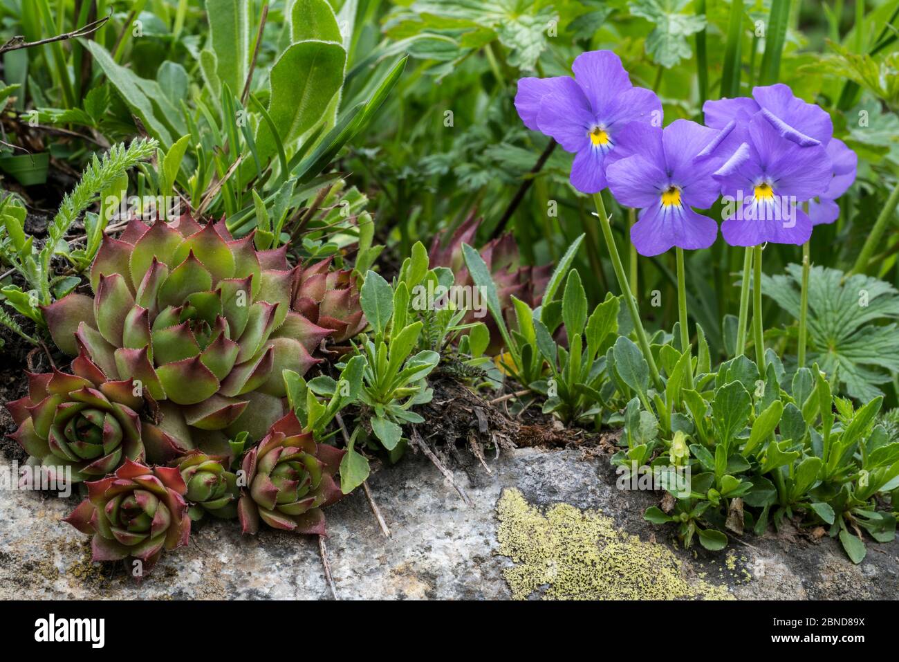 Common houseleek (Sempervivum tectorum) and Long-spurred violet (Viola calcarata) in flower, Val Veny, Italian Alps, Italy, June Stock Photo