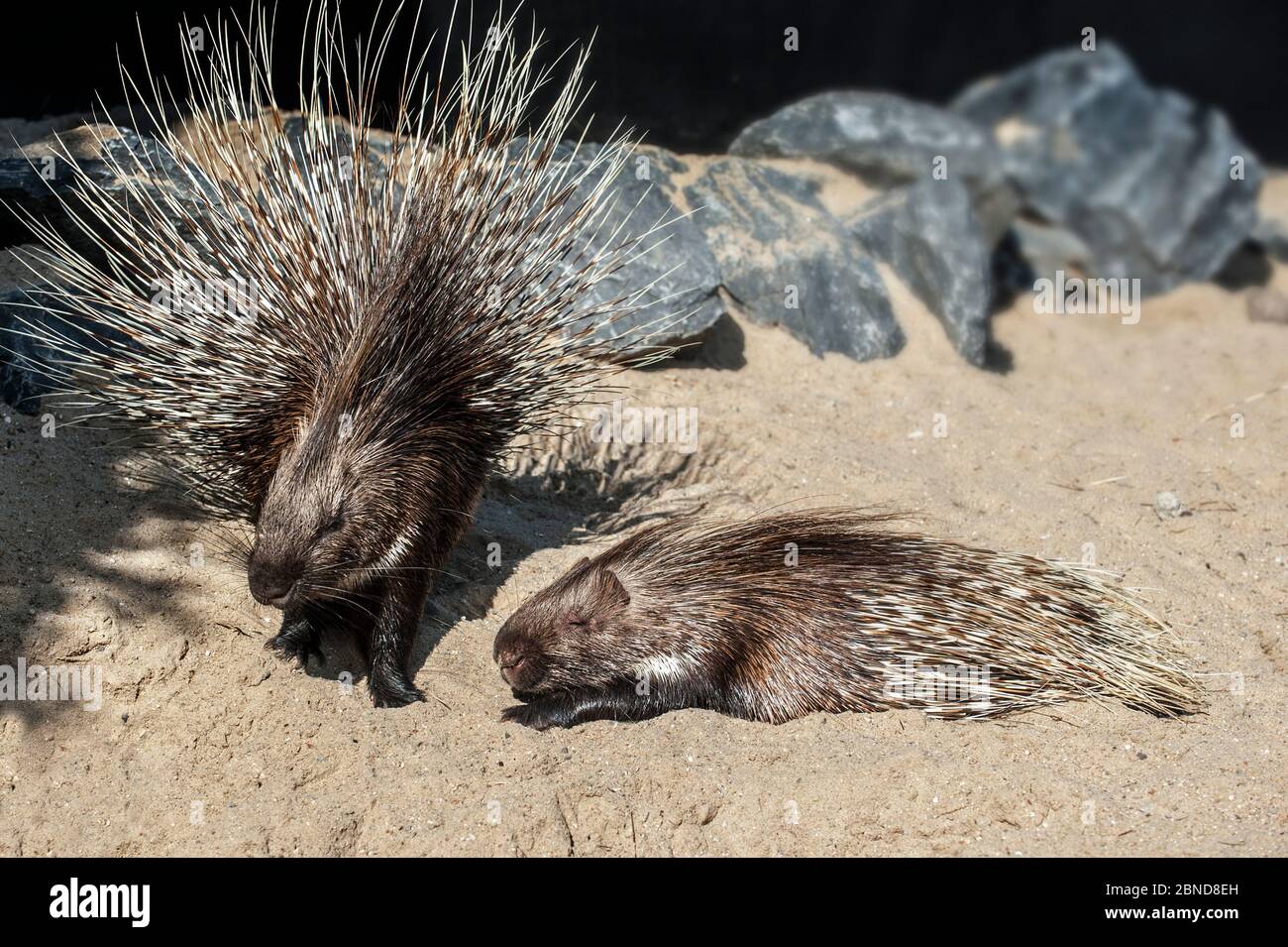 Two Indian crested porcupines / Indian porcupine (Hystrix indica), native to southern Asia and the Middle East, captive Stock Photo