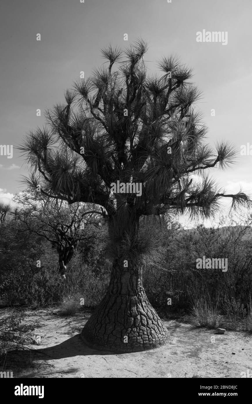 A Ponytail Palm (Beaucarnea) in the desert of Tehuacan Stock Photo