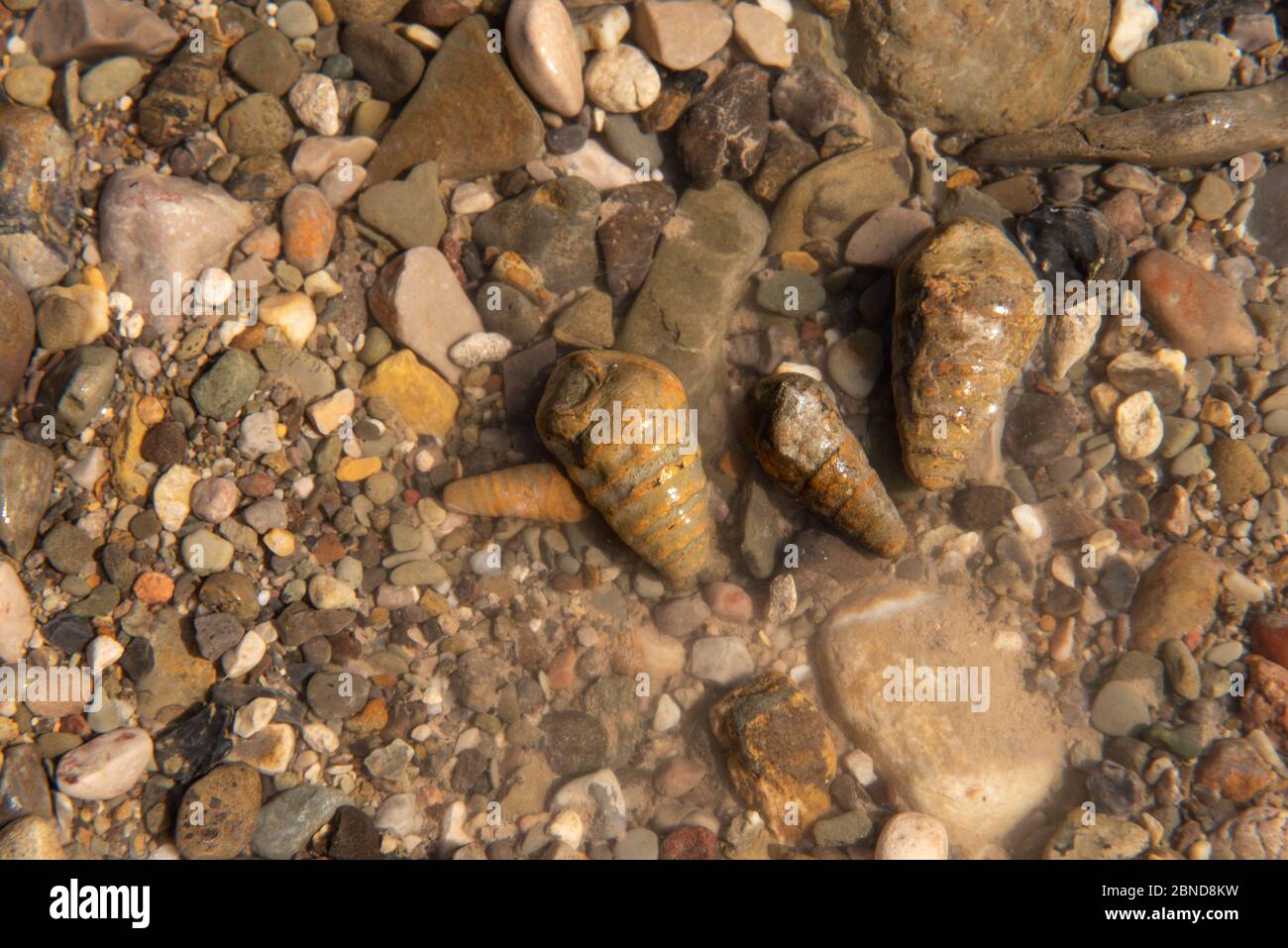 Fossilized shells called Turritelas in a river bed in the desert Stock Photo