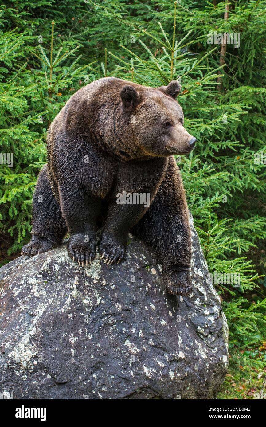 Eurasian brown bear (Ursus arctos arctos) sitting on rock in coniferous woodland, Bavarian Forest National Park, Germany, November. Captive Stock Photo