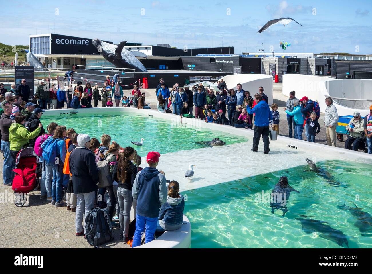 Animal carer feeding sick and injured seals, in front of visitors at Ecomare Seal Sanctuary and Centre for Nature and Marine Life, Texel, The Netherla Stock Photo