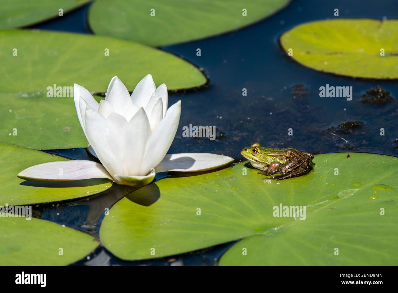 Edible frog / common water frog / green frog (Pelophylax vesculentus) resting on leaf of European white waterlily (Nymphaea alba) in pond, La Brenne, Stock Photo