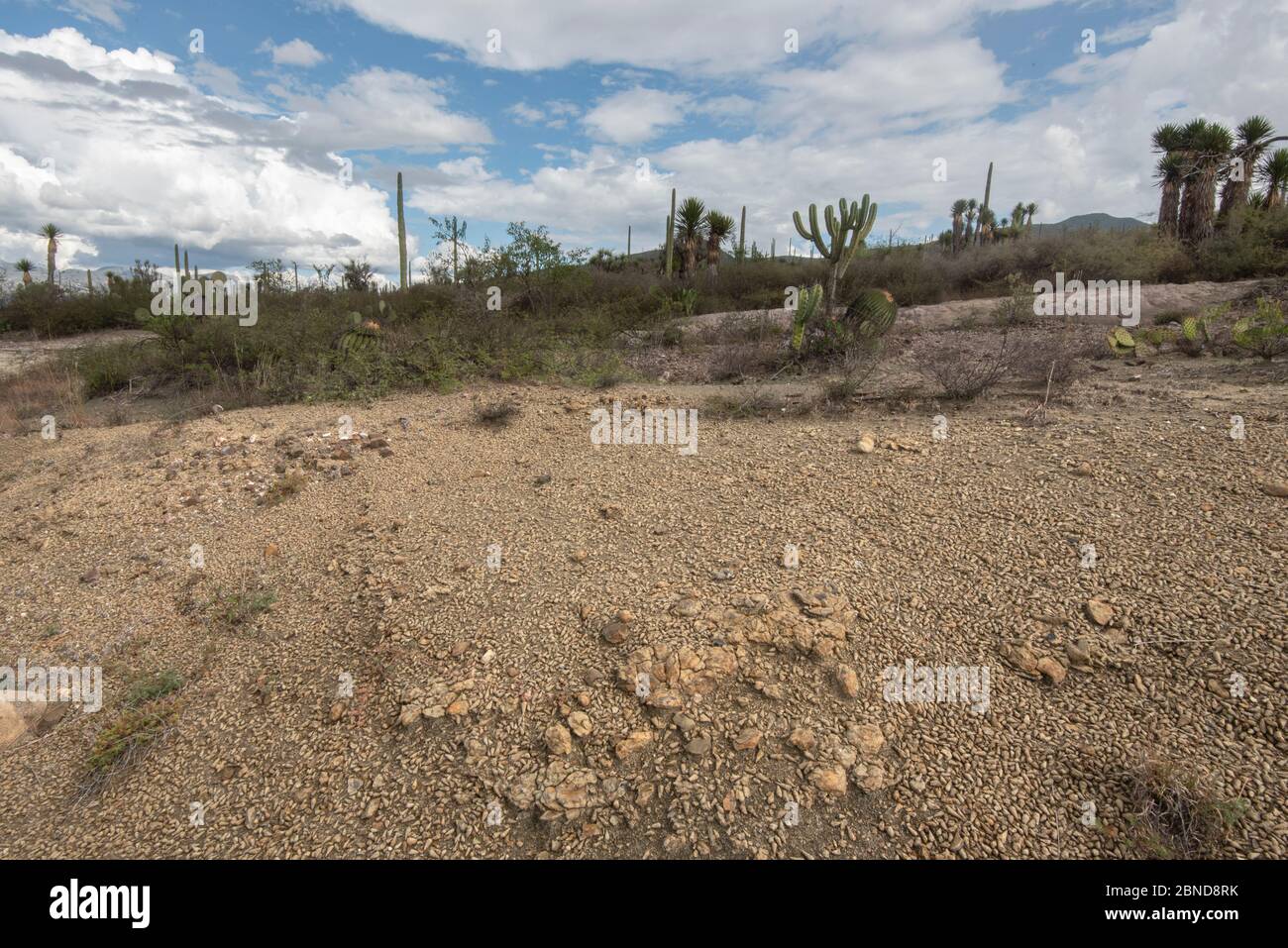 Many shells and other marine fossilized crustaceous in the desert Stock Photo