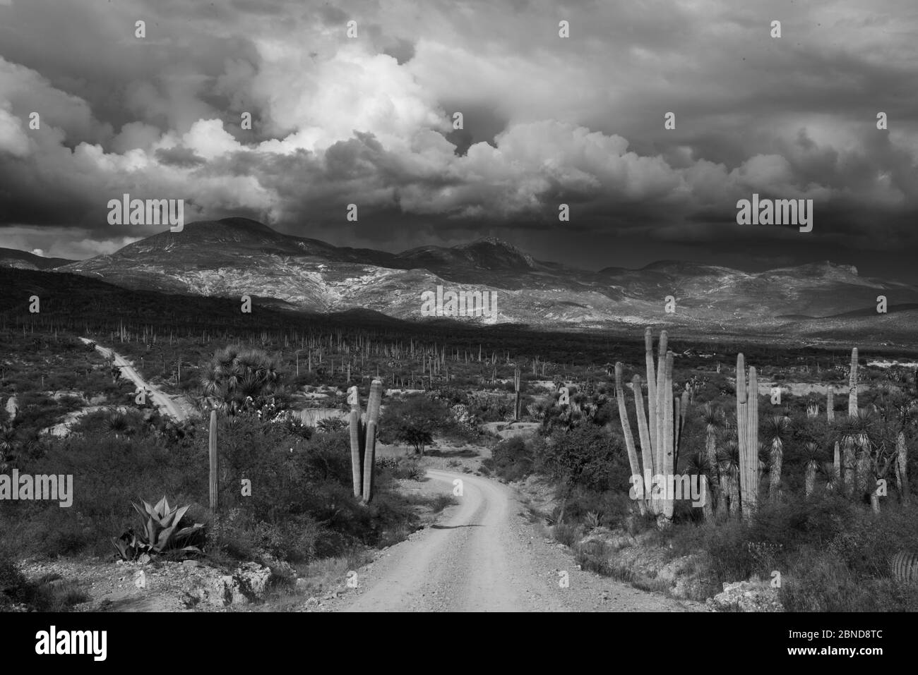 dirt road in the desert on a day with a dense sky with clouds Stock Photo