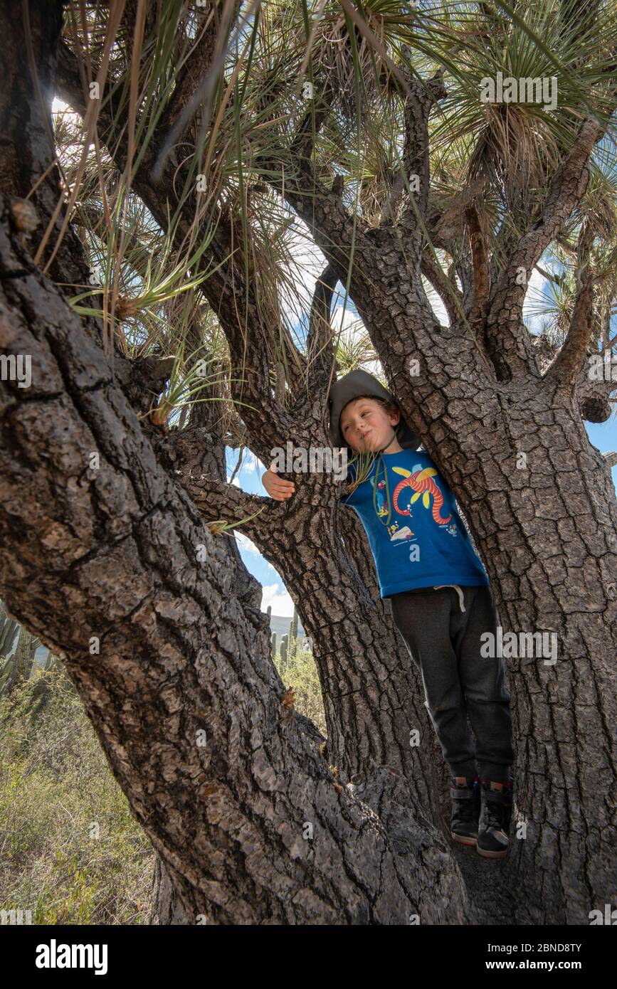 Three years old toddler playing in the branches of a Ponytail Palm Stock Photo
