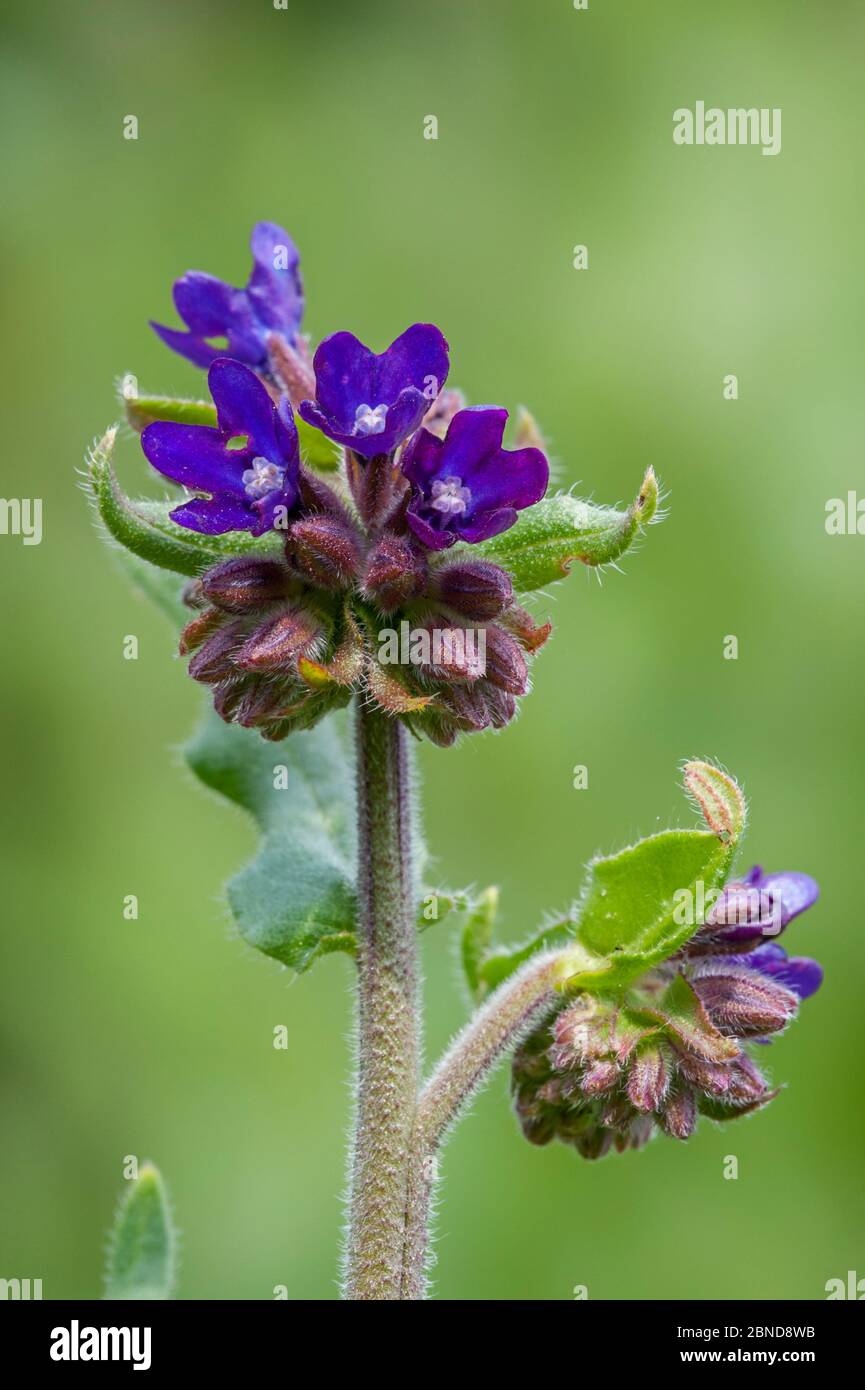 Italian bugloss (Anchusa officinalis) in flower, Belgium, June Stock Photo