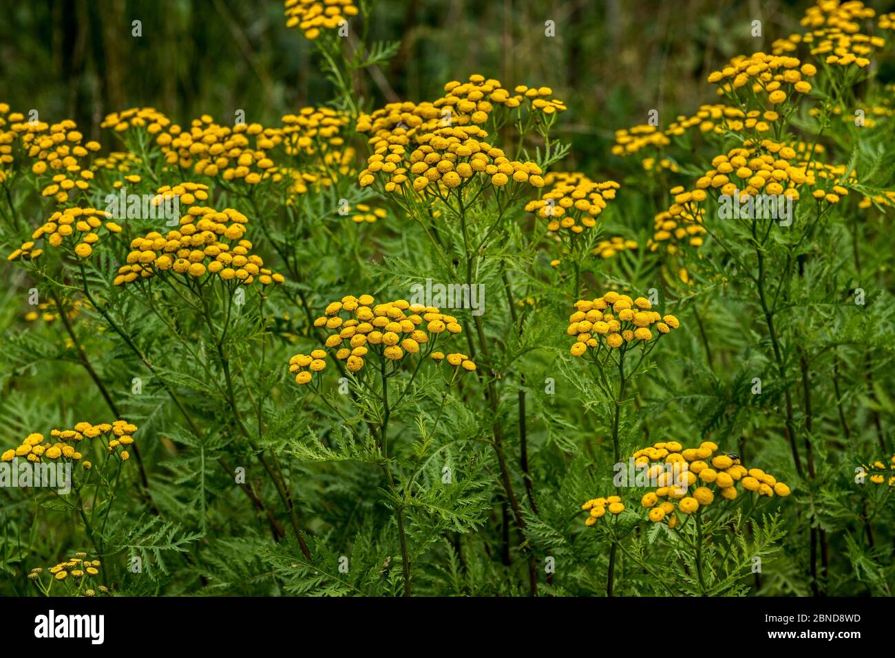 Common tansy (Tanacetum vulgare) in flower, Belgium Stock Photo