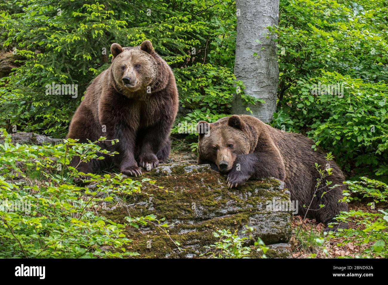 European brown bears (Ursus arctos arctos) male and female resting in woodland, Bavarian Forest National Park, Germany, captive Stock Photo