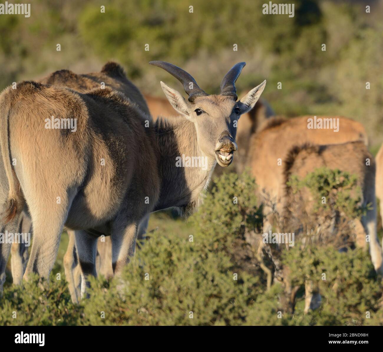 Young bull Eland (Tragelaphus oryx) scenting surrounding cows. DeHoop Nature Reserve, Western Cape, South Africa. Stock Photo