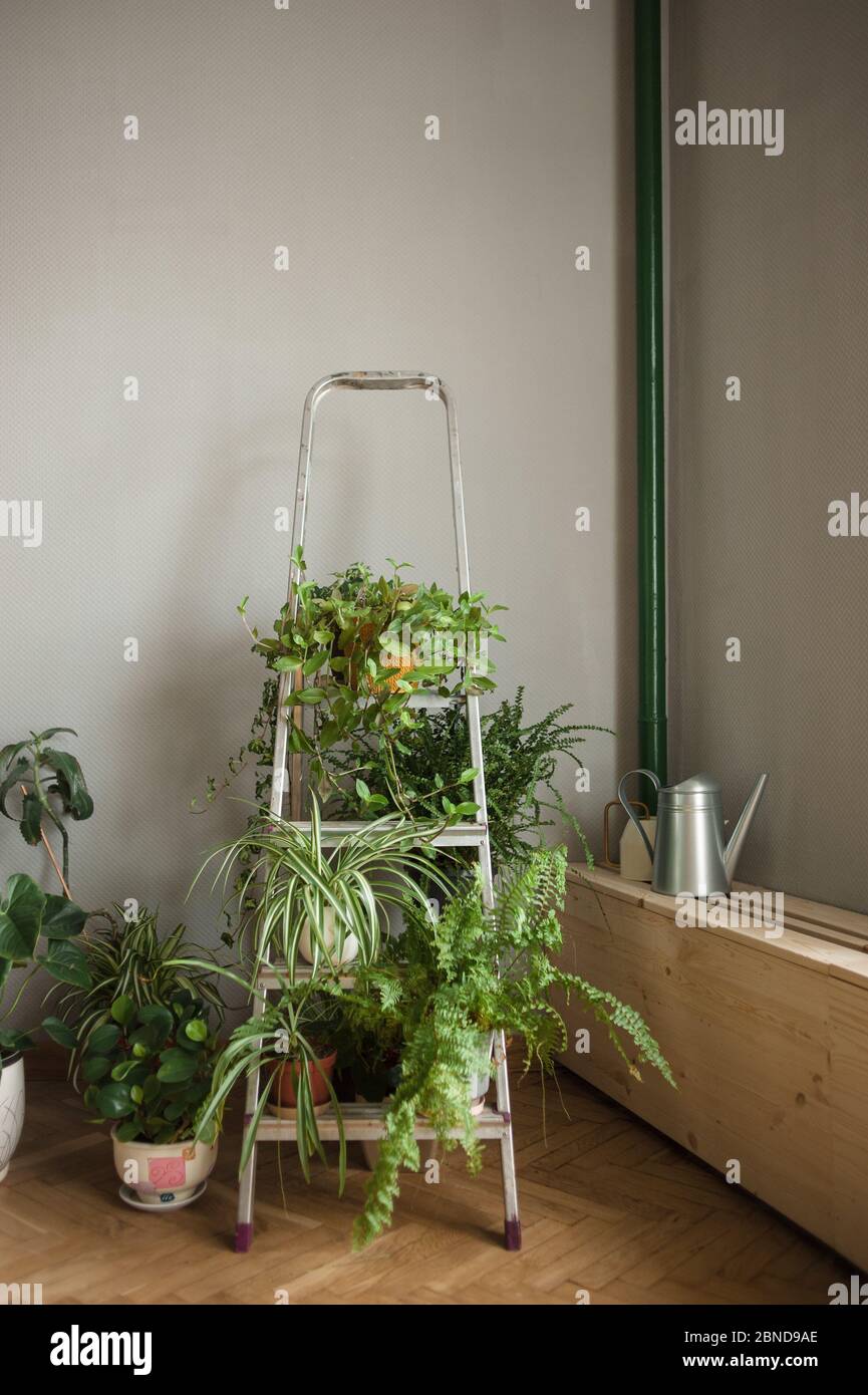 Folding ladder used as shelve for home plants in urban jungle interior Stock Photo