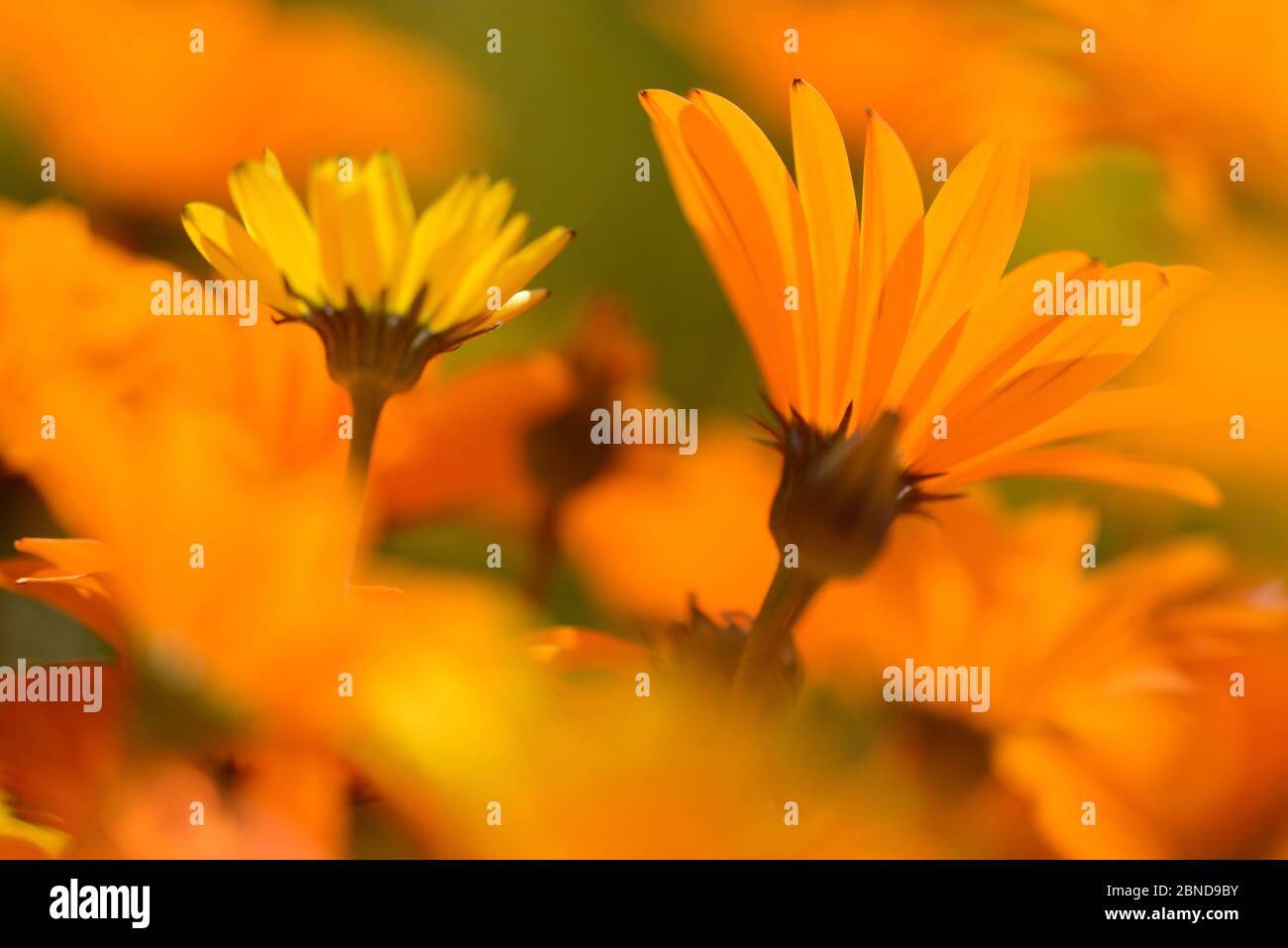 Parachute daisies (Ursinia anthemoides) Little Karoo, Western Cape