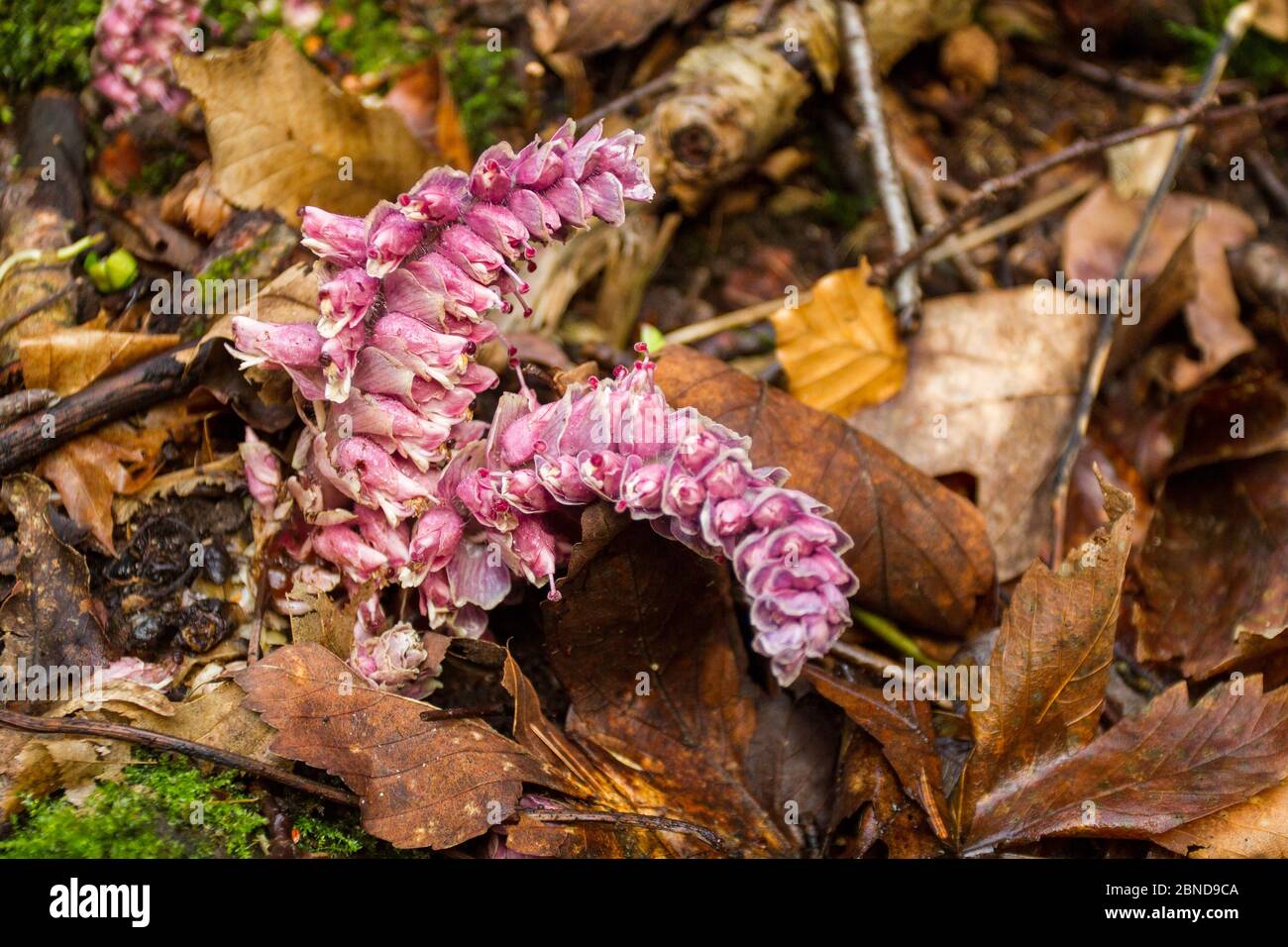 Common toothwort, (Lathraea squamaria) flower, Sachsische Schweiz / Saxon Switzerland National Park, Germany, April. Stock Photo