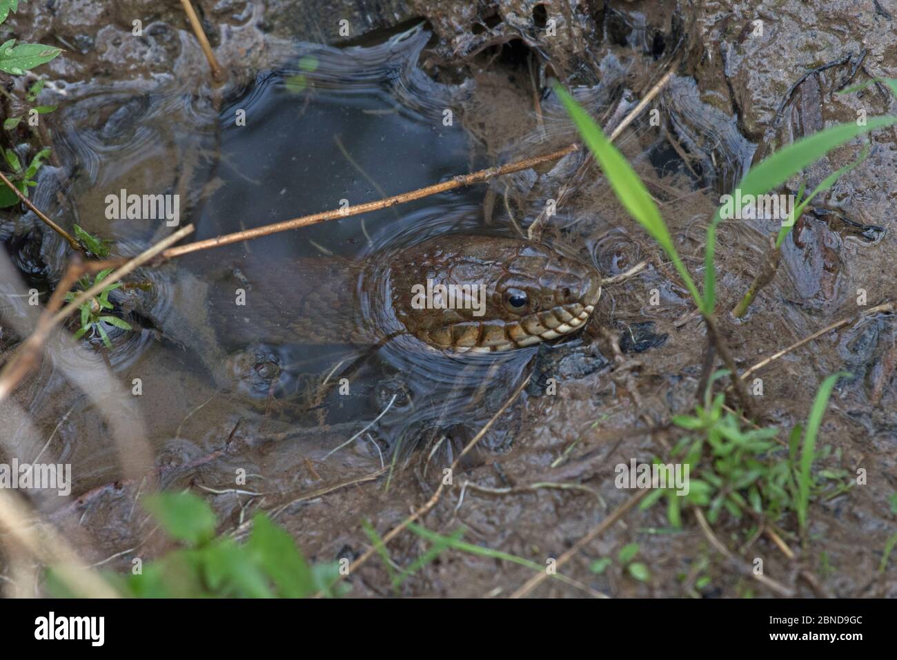 Northern water snake (Nerodia sipedon) Virginia, USA. Stock Photo