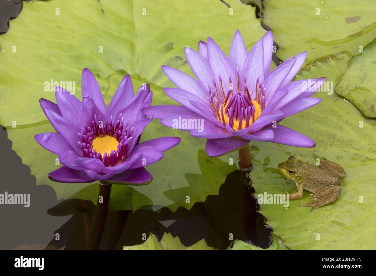 American bullfrog (Lithobates catesbeianus) next to Water lily flowers, Washington DC, USA, July. Stock Photo