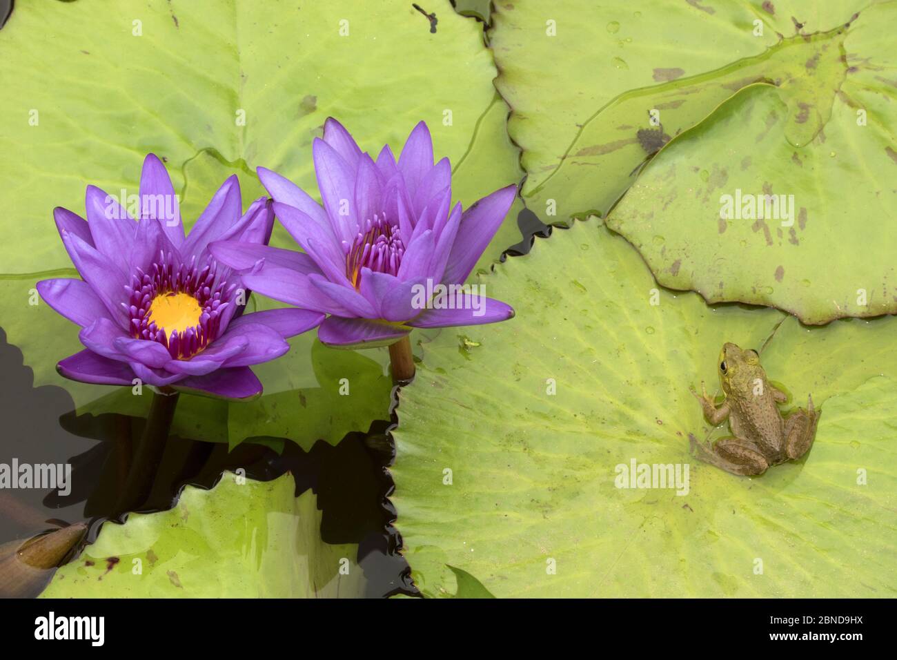 American bullfrog (Lithobates catesbeianus) next to Water lily flowers, Washington DC, USA, July. Stock Photo