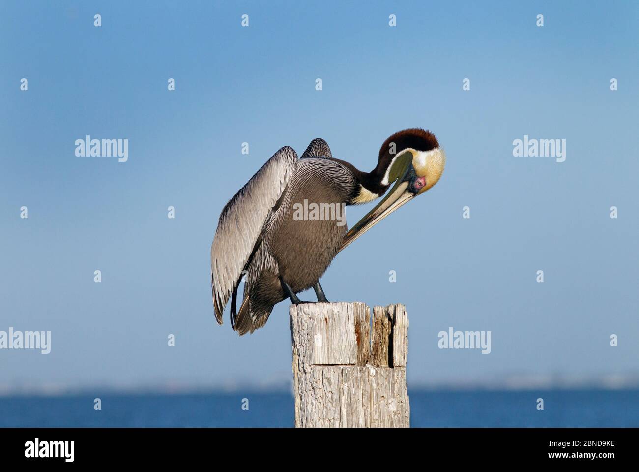 Brown pelican (Pelecanus occidentalis) preening on post, Gulf Coast, Florida, USA, MArch. Stock Photo