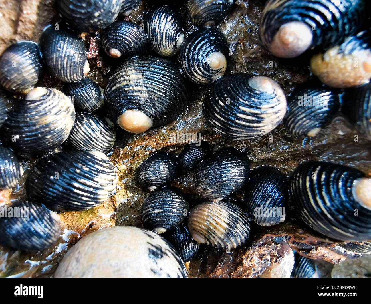 Group of snails on the rock. Stock Photo