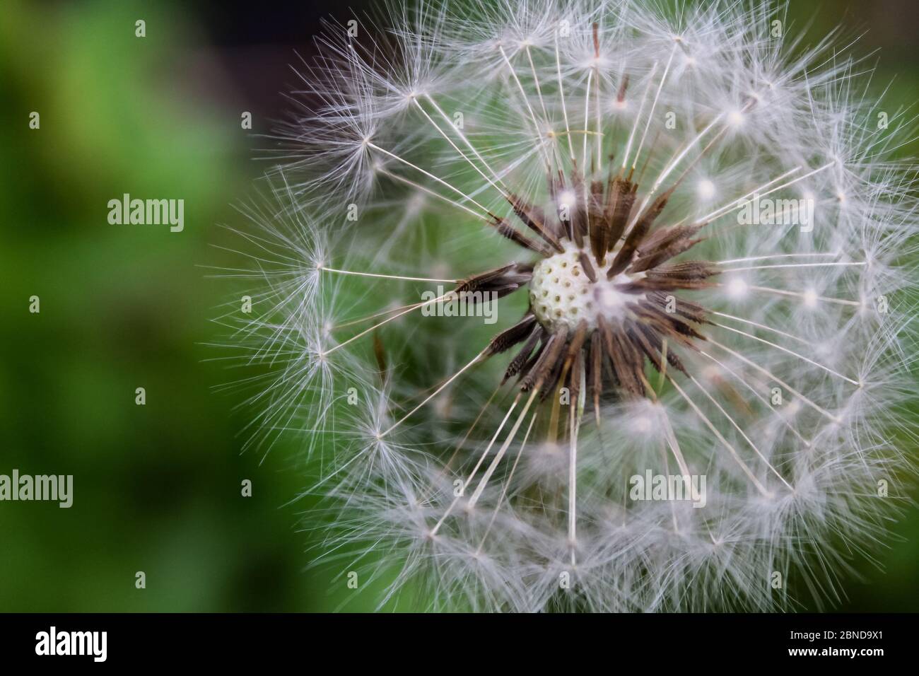 Close up on the details of a dandelion. Stock Photo