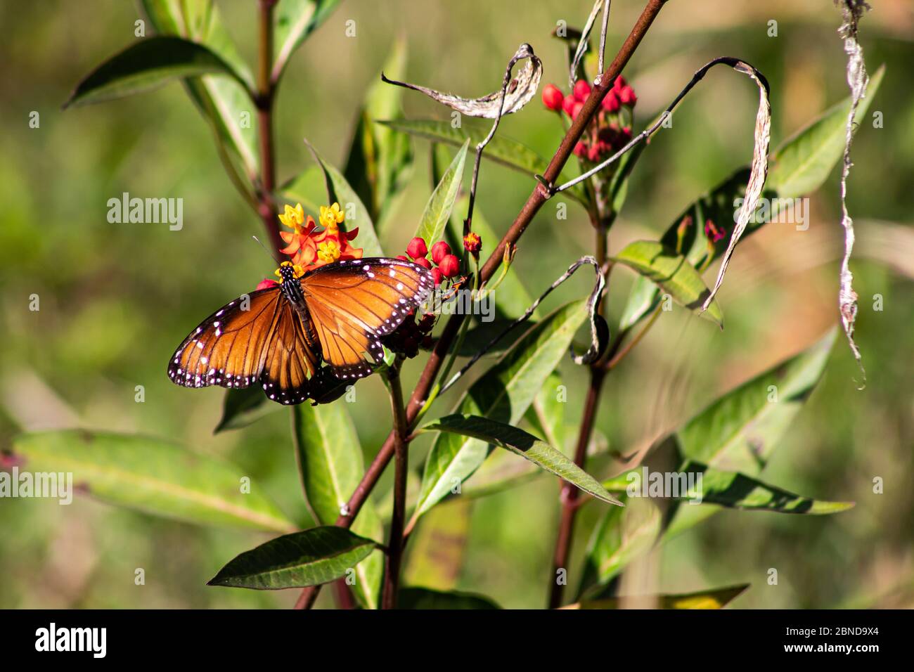 Pollinating Brushes Pollinating with brush hi-res stock photography and images - Alamy