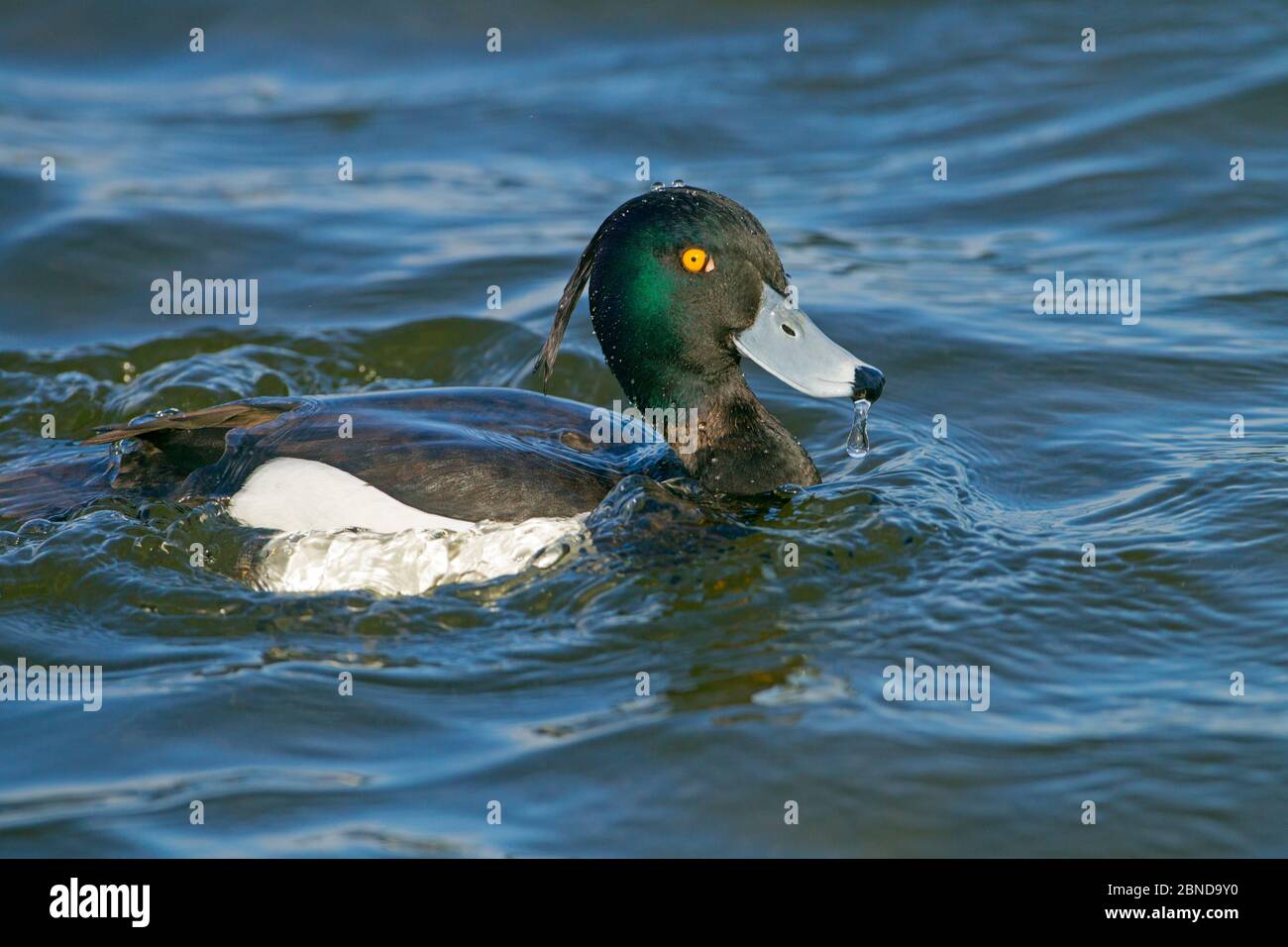 Tufted duck (Aythya fuligula) male coming up after diving, Norfolk, England, UK, April. Stock Photo