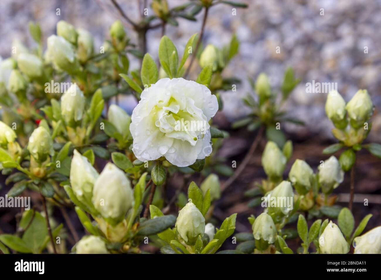 Tsutsuji hi-res stock photography and images - Alamy