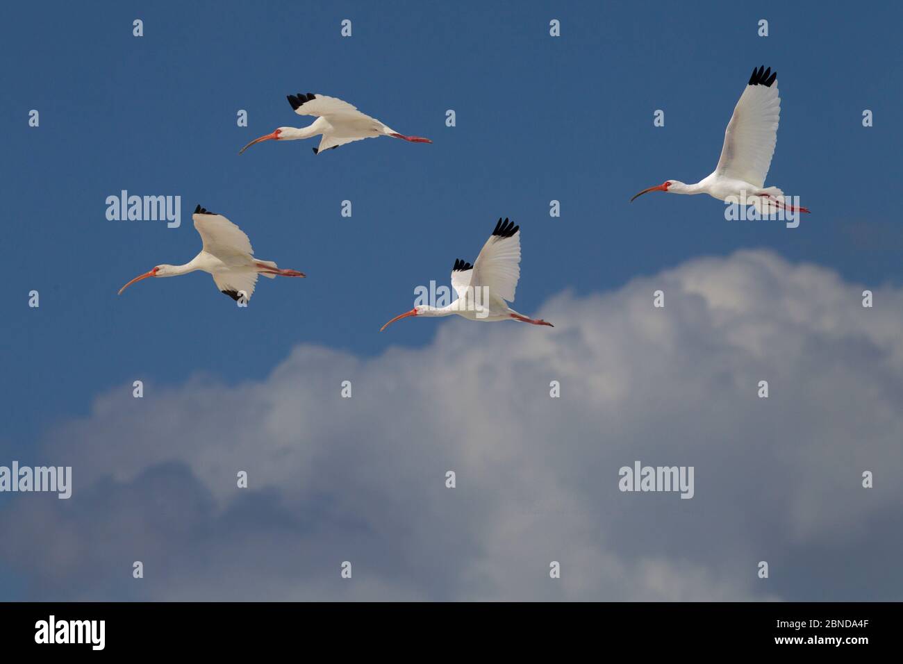 Four American White Ibis Hi res Stock Photography And Images Alamy four-american-white-ibis-hi-res-stock-photography-and-images-alamy