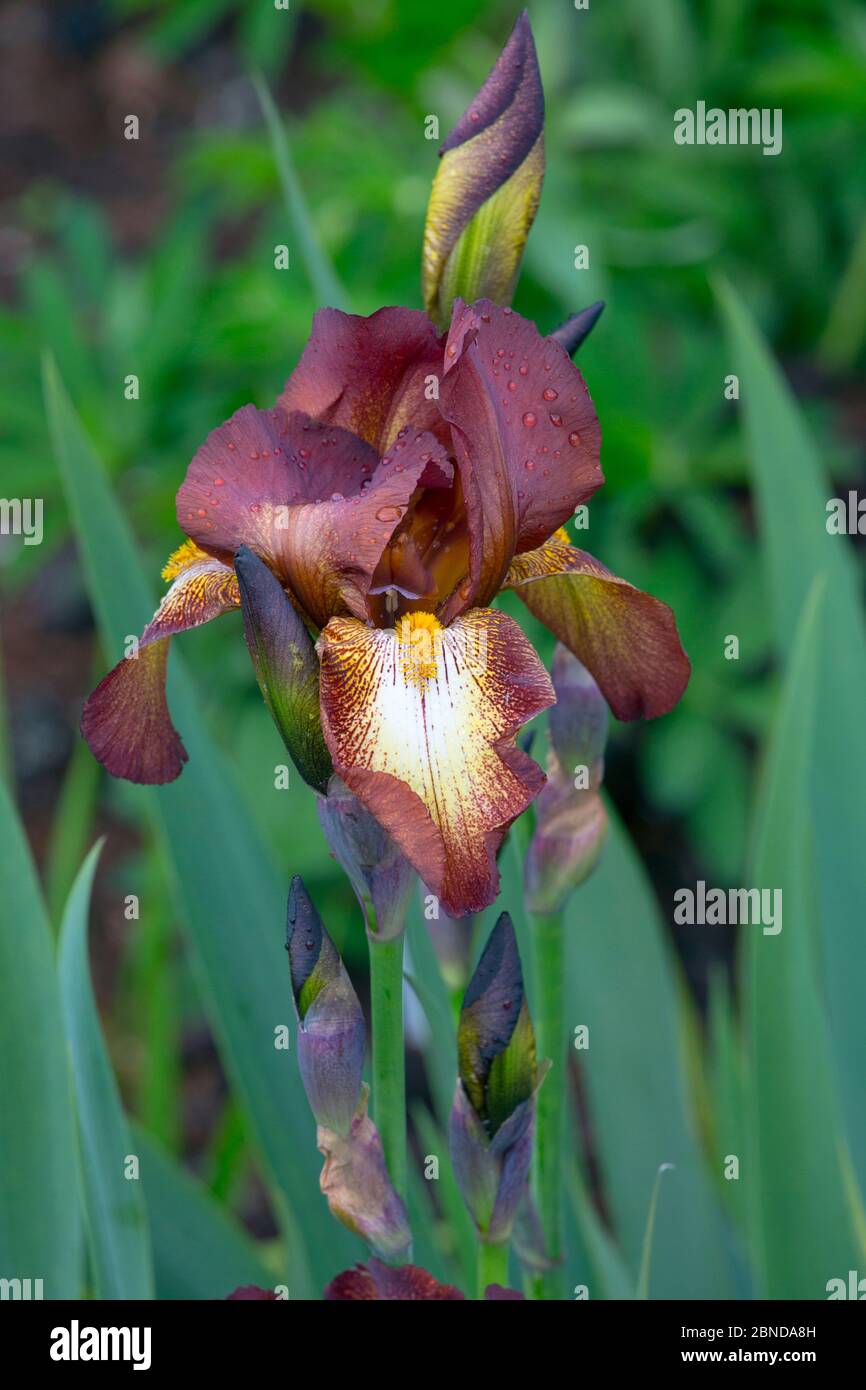 Cultivated Iris species 'Kent Pride' in flower in garden. Stock Photo