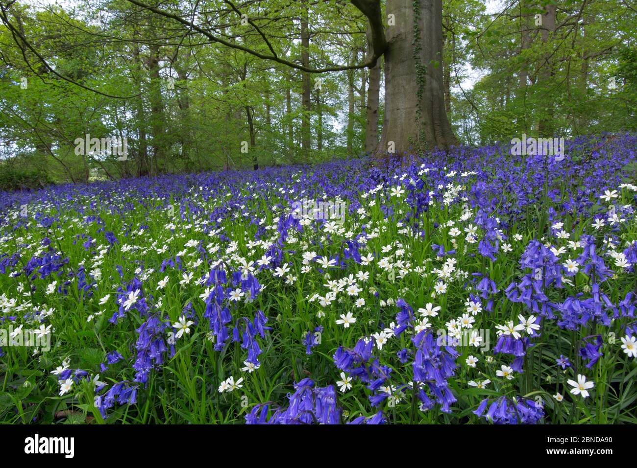 Bluebells (Hyacinthoides non-scriptus) and Greater stitchwort (Stellaria holostea), in woodland, Norfolk, England, UK, May. Stock Photo
