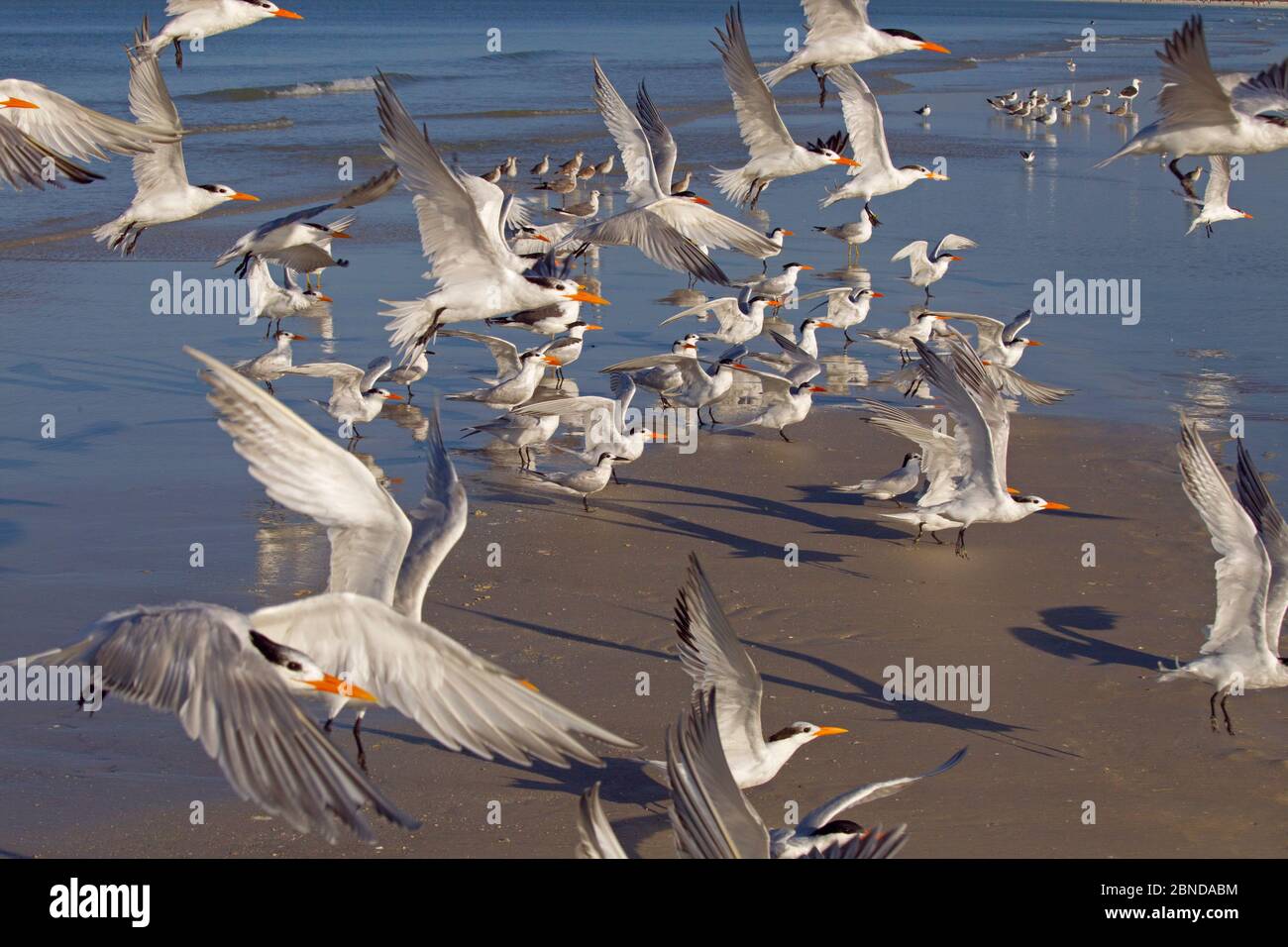 Flock of Sandwich terns (Thalasseus sandvicensis) and Royal terns (Sterna maxima) in flight. Fort Myers Beach, Florida, USA, March. Stock Photo
