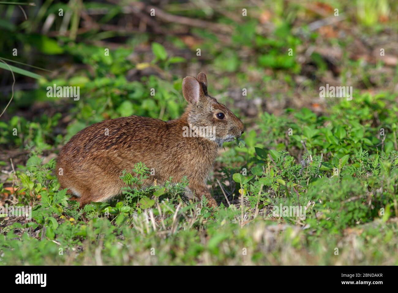Marsh rabbit sylvilagus palustris florida hires stock photography and