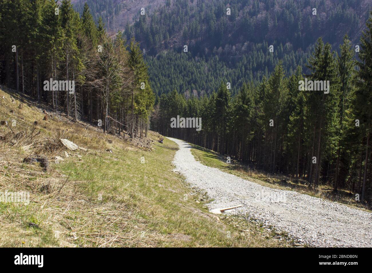 Sunlit stone path through the woods in the beskydy mountains bily kriz in czech republic Stock Photo
