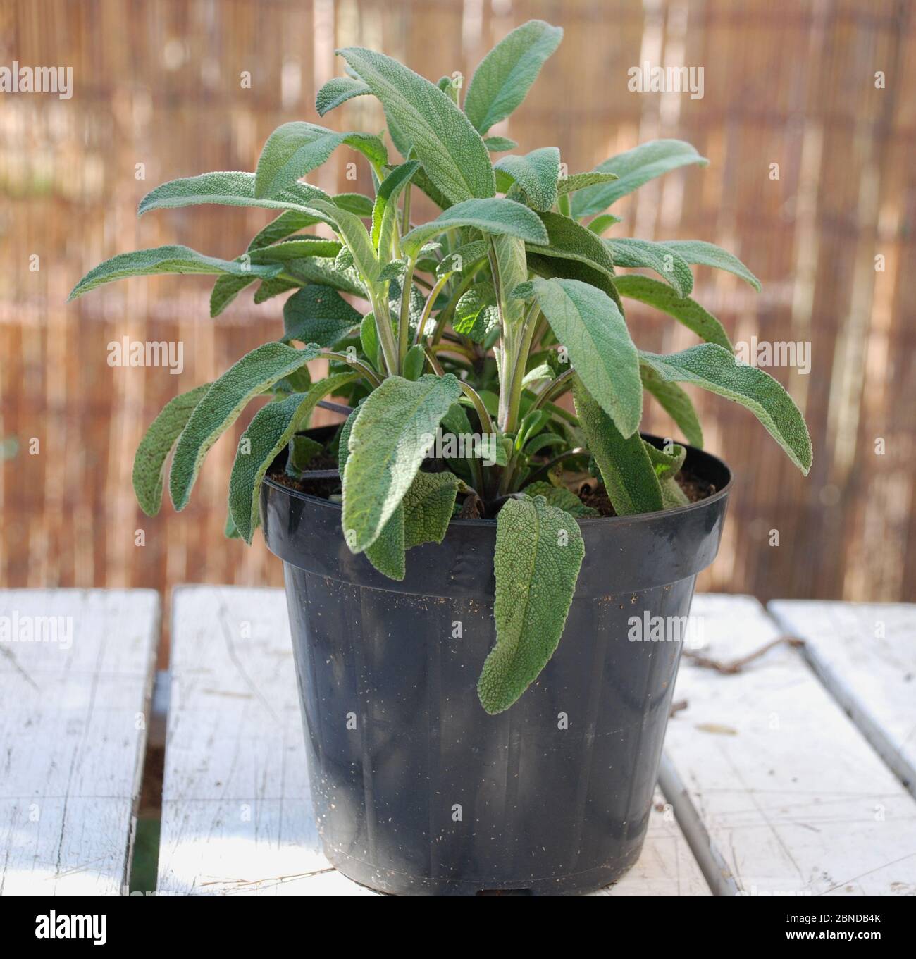 A pineapple sage plant growing in a plastic pot Stock Photo