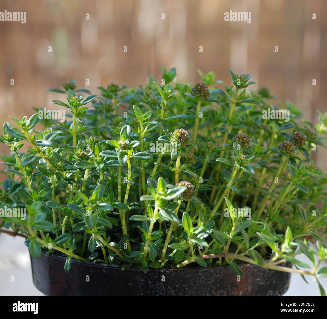 A small Santoreggia or Summer Savory plant in a plastic pot in dappled sunlight. This herb is good for flavouring dishes and has medicinal qualities Stock Photo