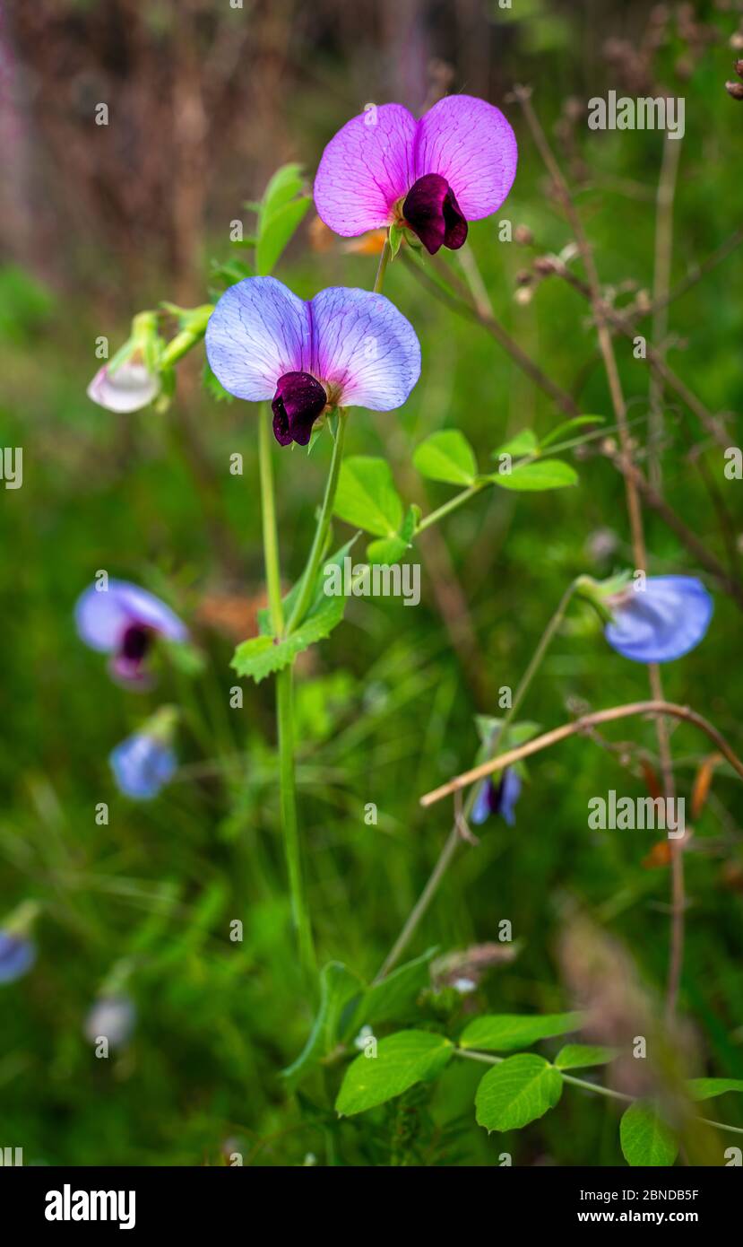Pink and blue flowers of wild pea Pisum sativum in the meadow Stock Photo