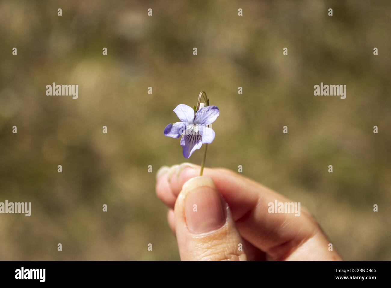 Violet in a woman's fingers. Focus on violet. Stock Photo