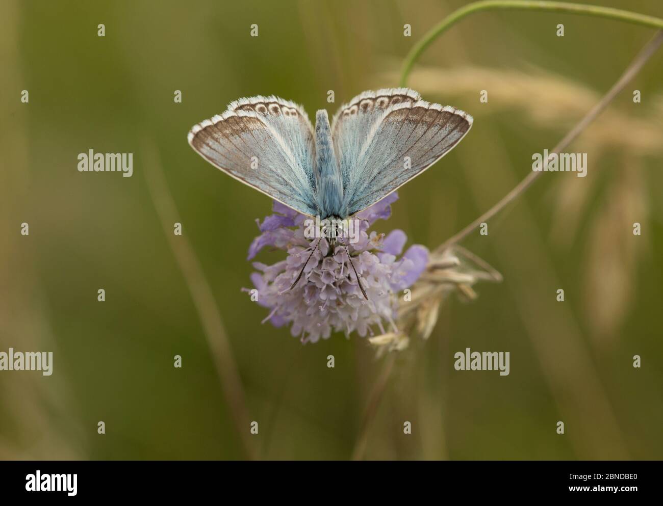 Chalkhill blue butterfly (Lysandra coridon) feeding on flowers, Cambridgeshire, England, UK. August. Stock Photo