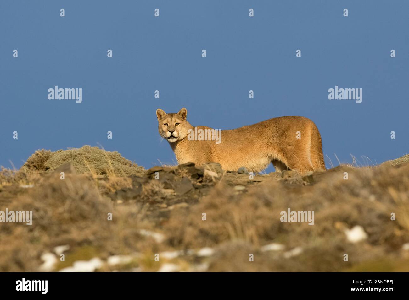 Puma (Puma concolor) in high altitude habitat, Torres del Paine National  Park, Chile Stock Photo - Alamy