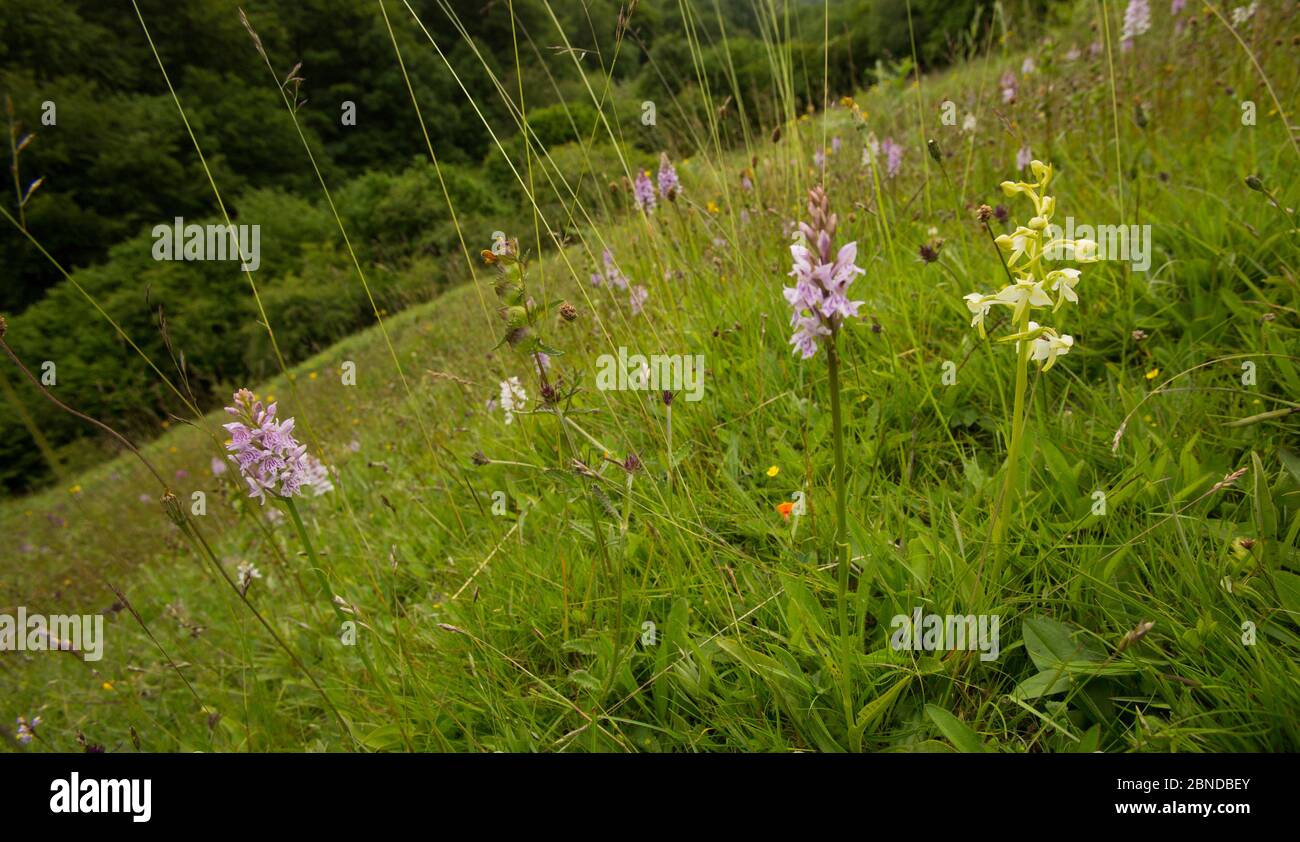 Greater butterfly orchids (Platanthera chlorantha) flower in meadow, wide angle view of habitat, Derbyshire, England, UK. July. Stock Photo